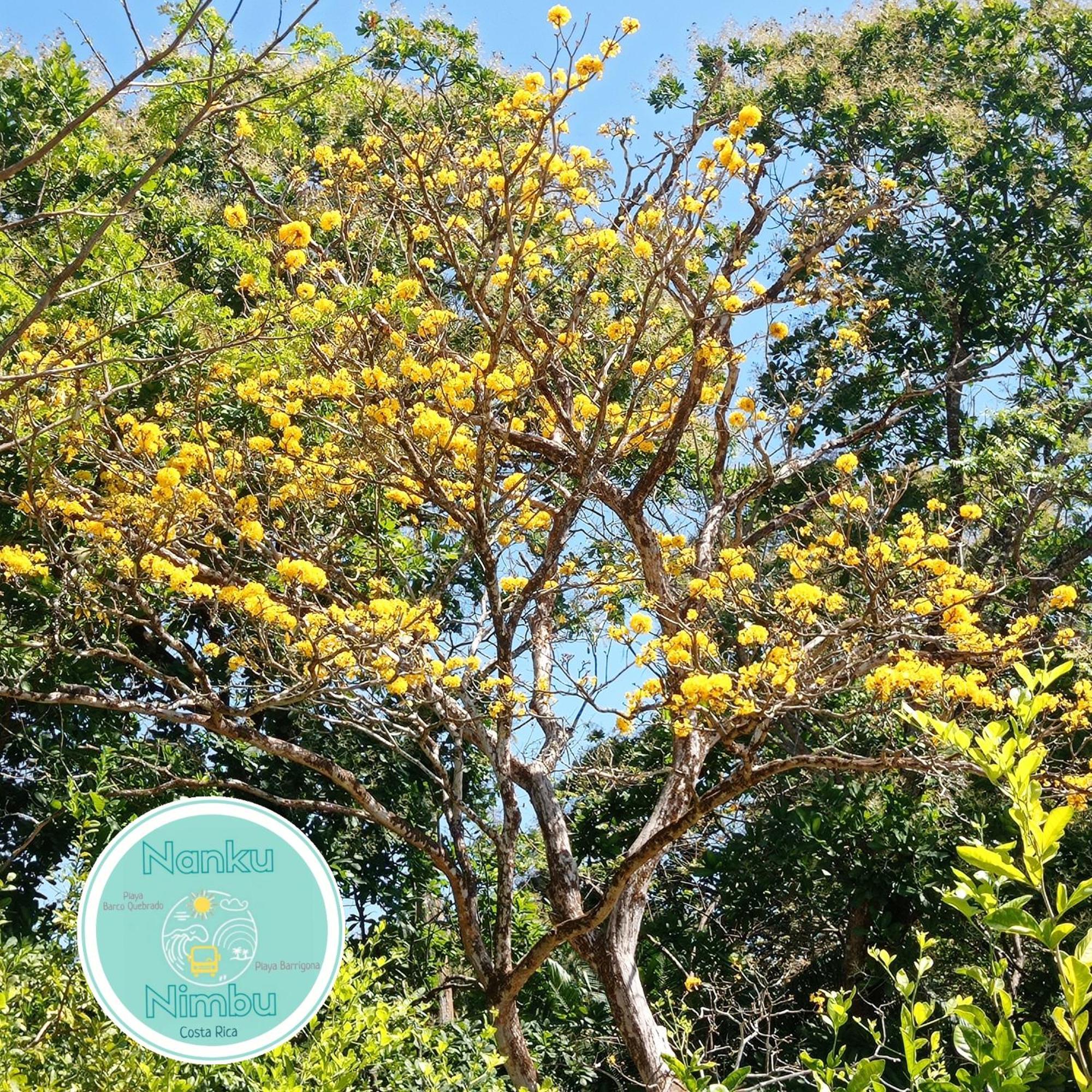 Nanku Nimbu Casa-Bus Equipada Cerca De Playas Apartment ซามารา ภายนอก รูปภาพ